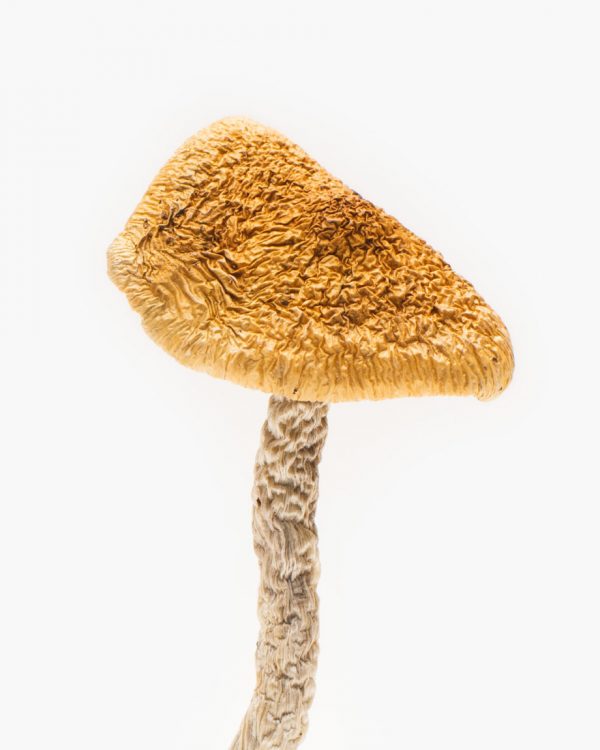 where to buy psilocybin in australia