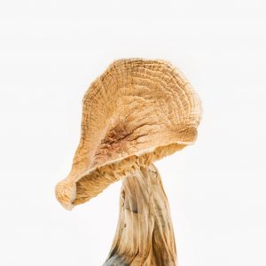 buy golden teacher magic mushroom