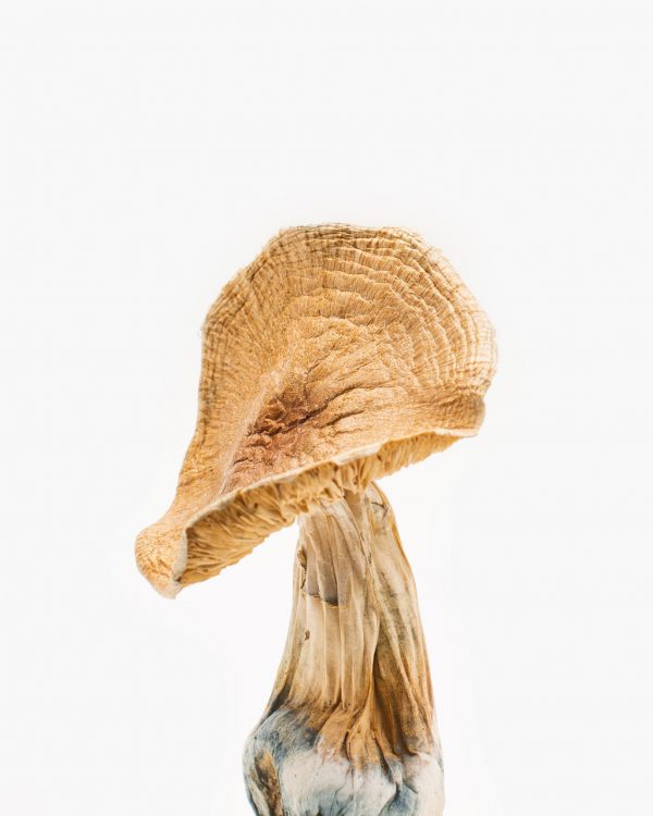 buy golden teacher magic mushroom