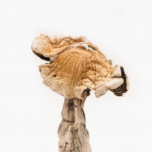 psilocybin products