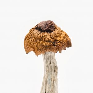 psilocybin online store australia